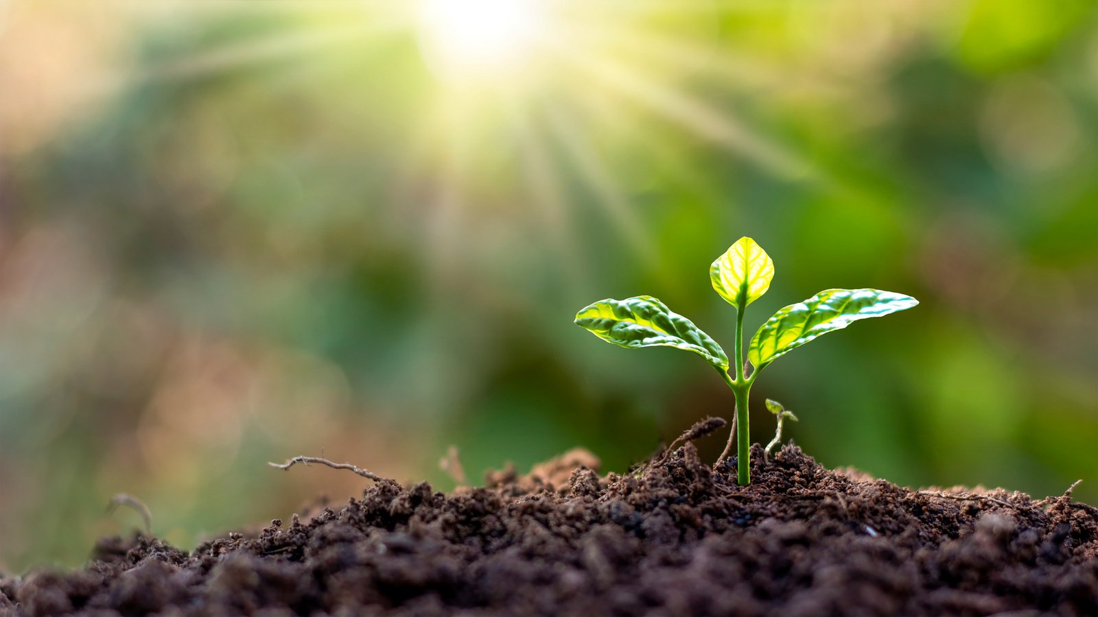 Young Plant Grows Naturally under Morning Sunlight